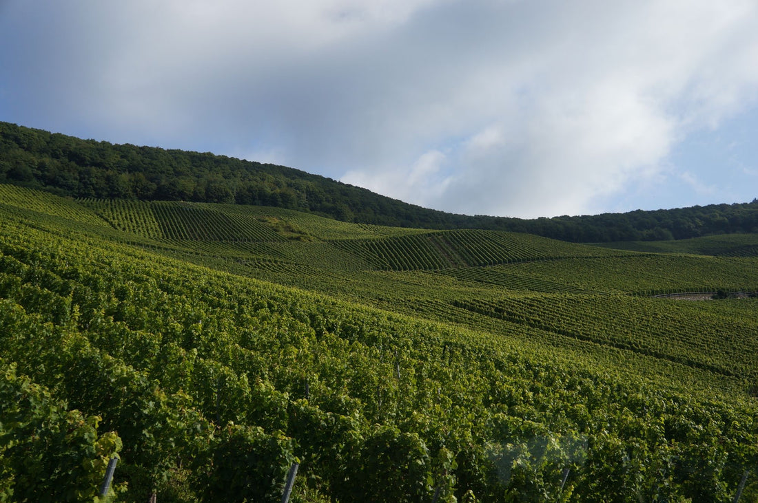 Terra viva