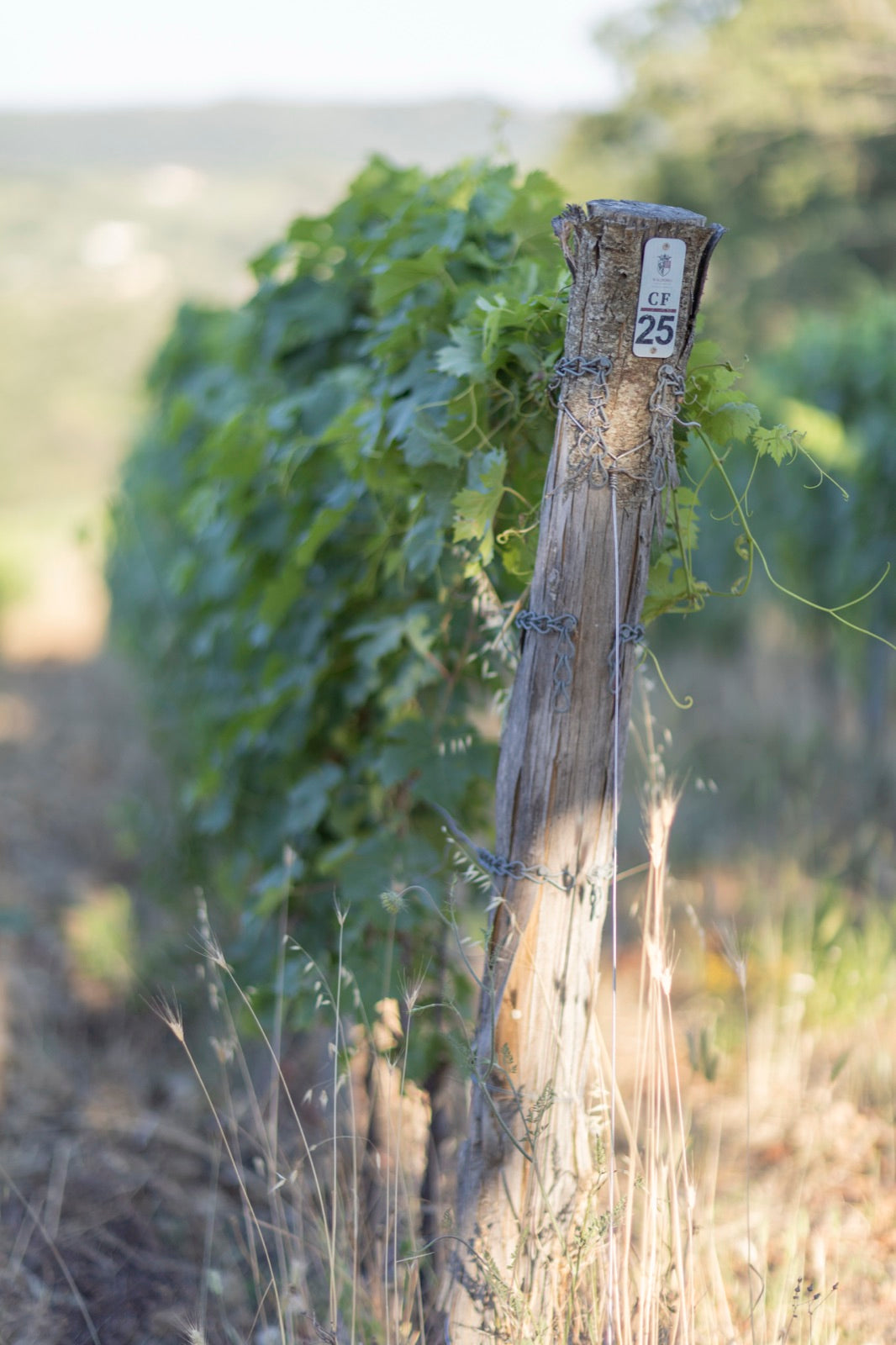 I filari della vigna in autunno, con le foglie rosse e arancio e le colline di Castagneto Carducci sullo sfondo